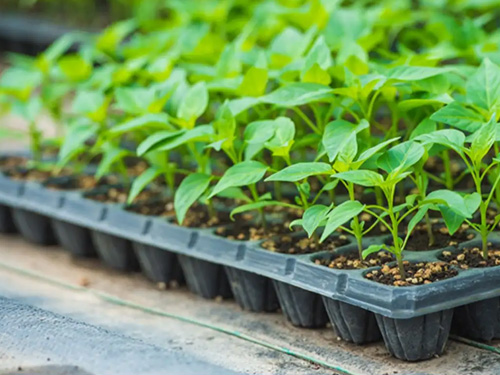 Even beginners can use seedling trays for vegetable cultivation and seedling propagation